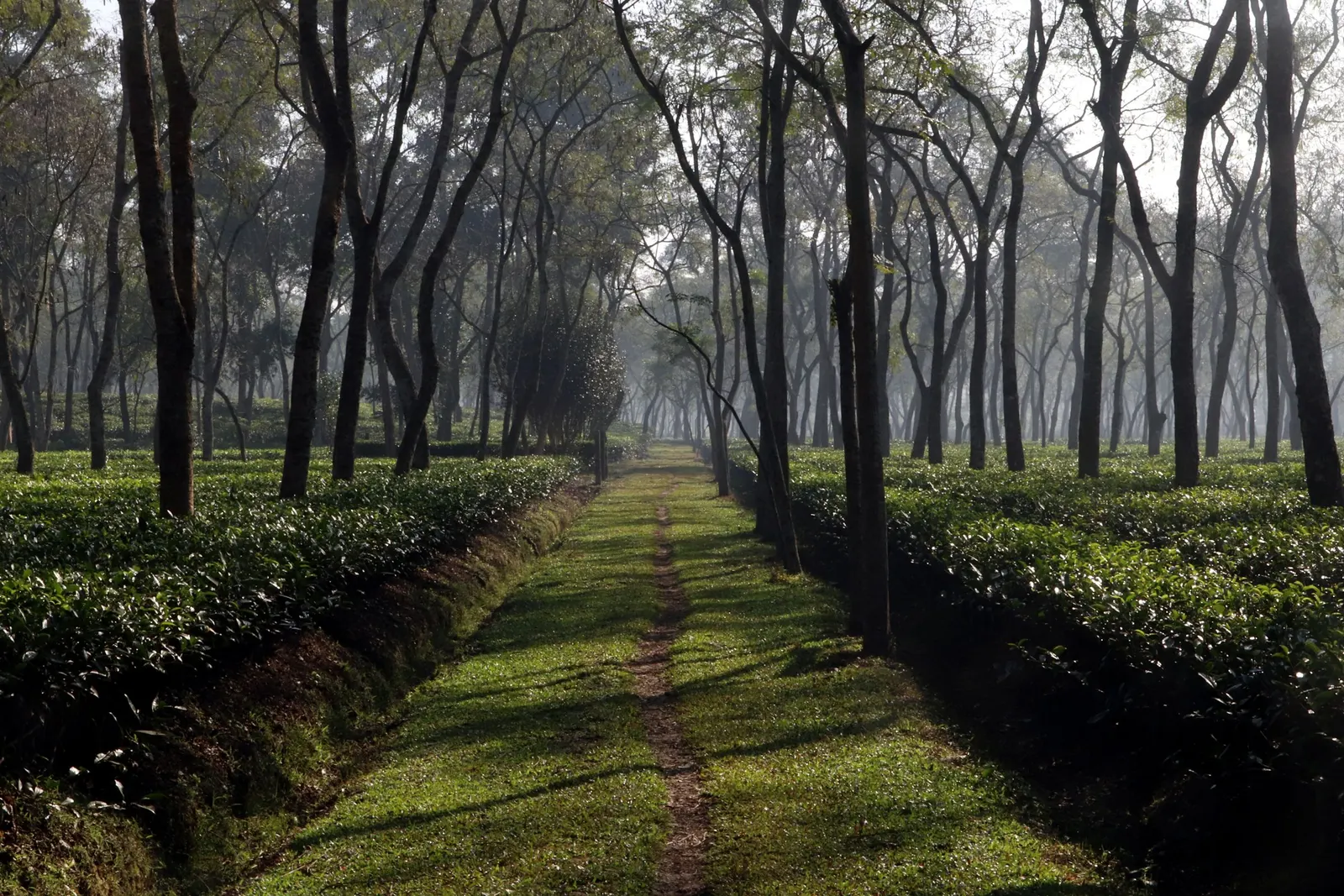 Tea garden, Sreemangal