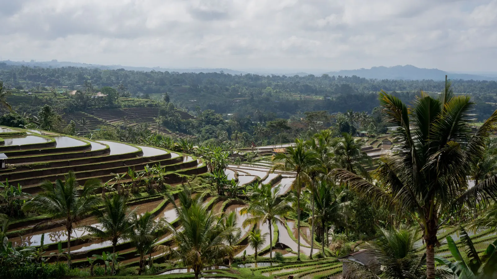 Rice terraces, Bali